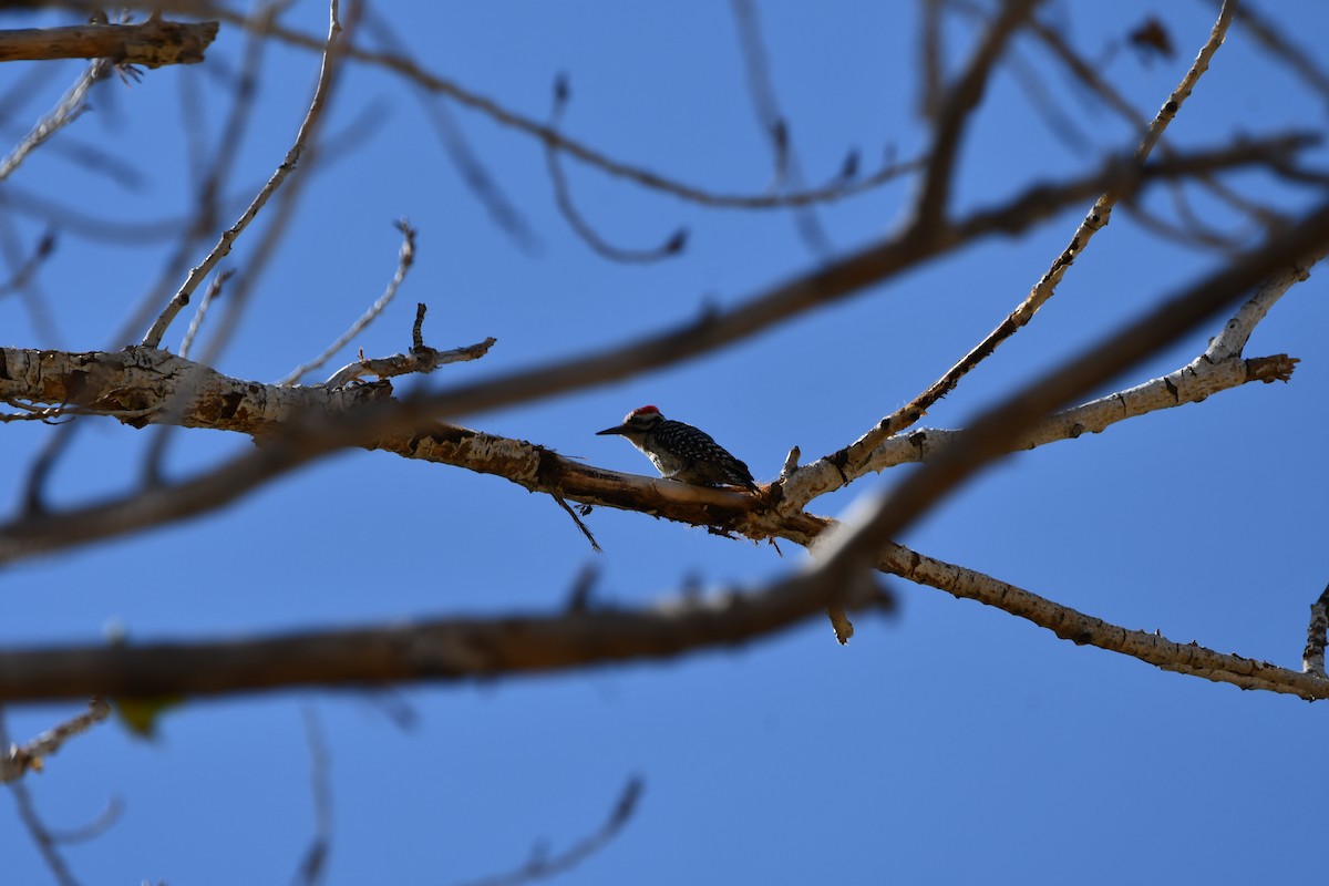 Nuttall's/Ladder-backed Woodpecker - ML619705325