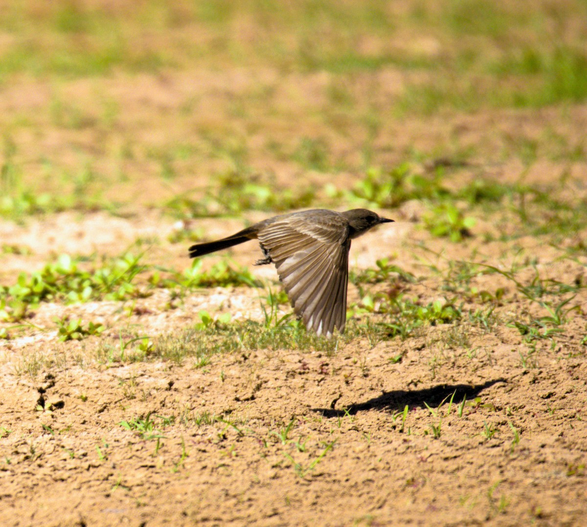 Say's Phoebe - ML619705332