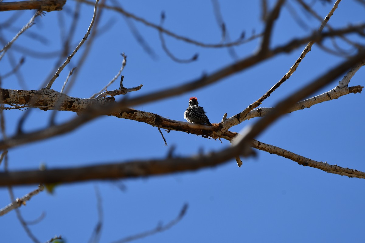 Nuttall's/Ladder-backed Woodpecker - ML619705334