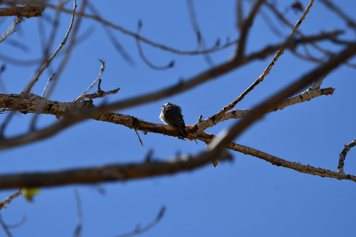 Nuttall's/Ladder-backed Woodpecker - ML619705335