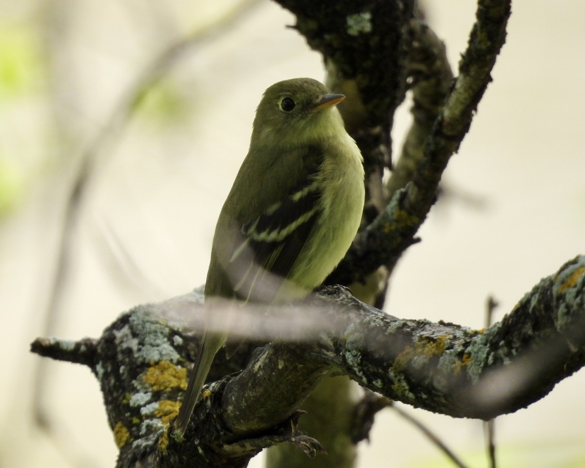 Yellow-bellied Flycatcher - ML619705368