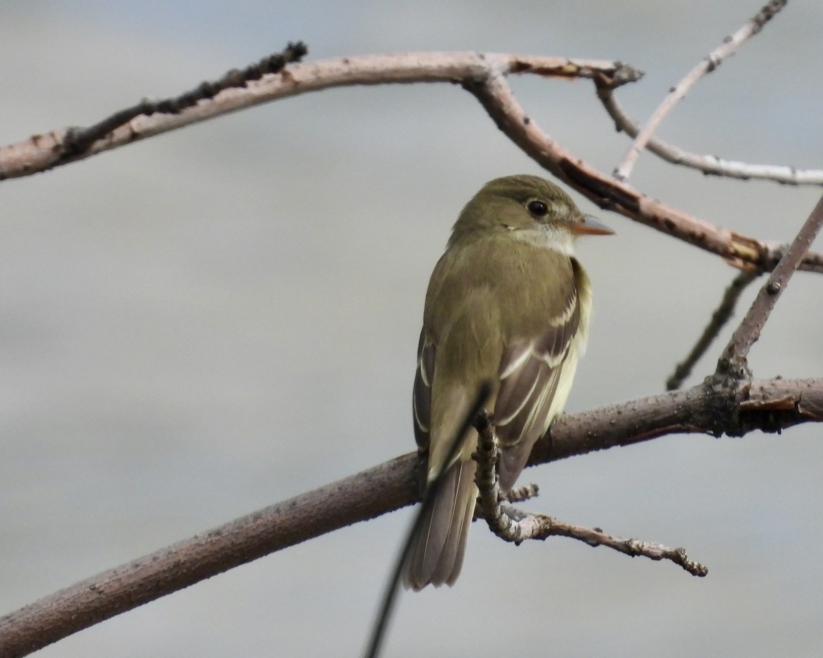 Alder Flycatcher - ML619705377