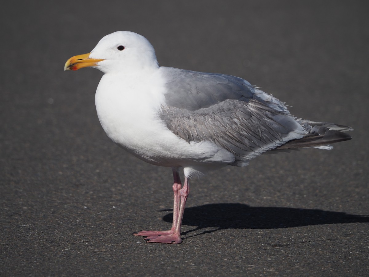 Glaucous-winged Gull - ML619705393