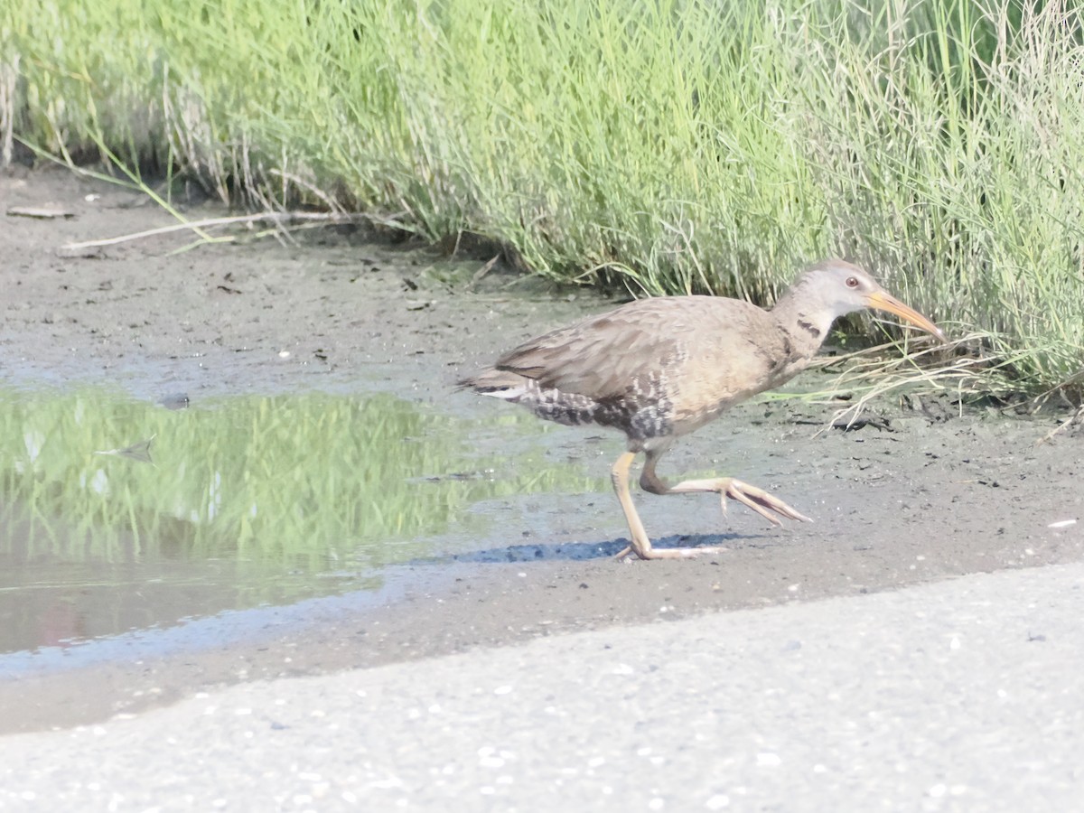 Clapper Rail - ML619705395