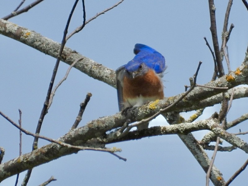 Eastern Bluebird - ML619705404