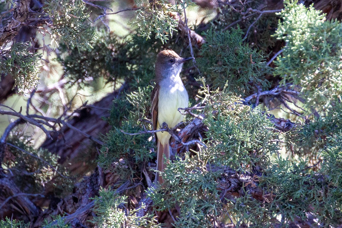 Brown-crested Flycatcher - ML619705440