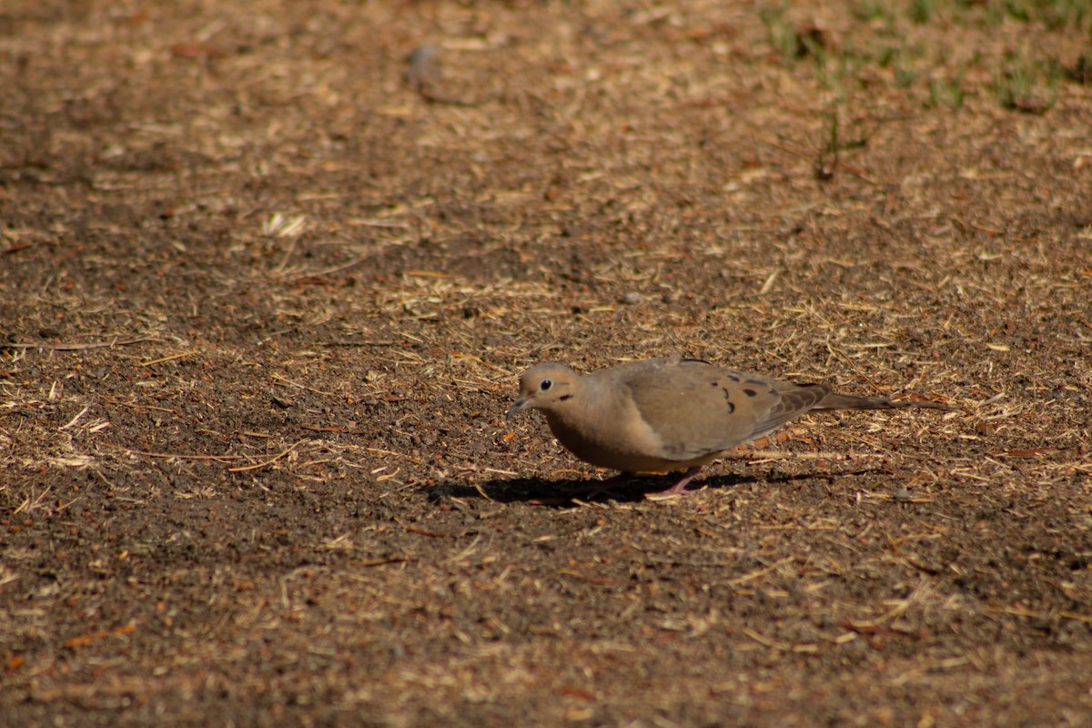 Mourning Dove - ML619705512