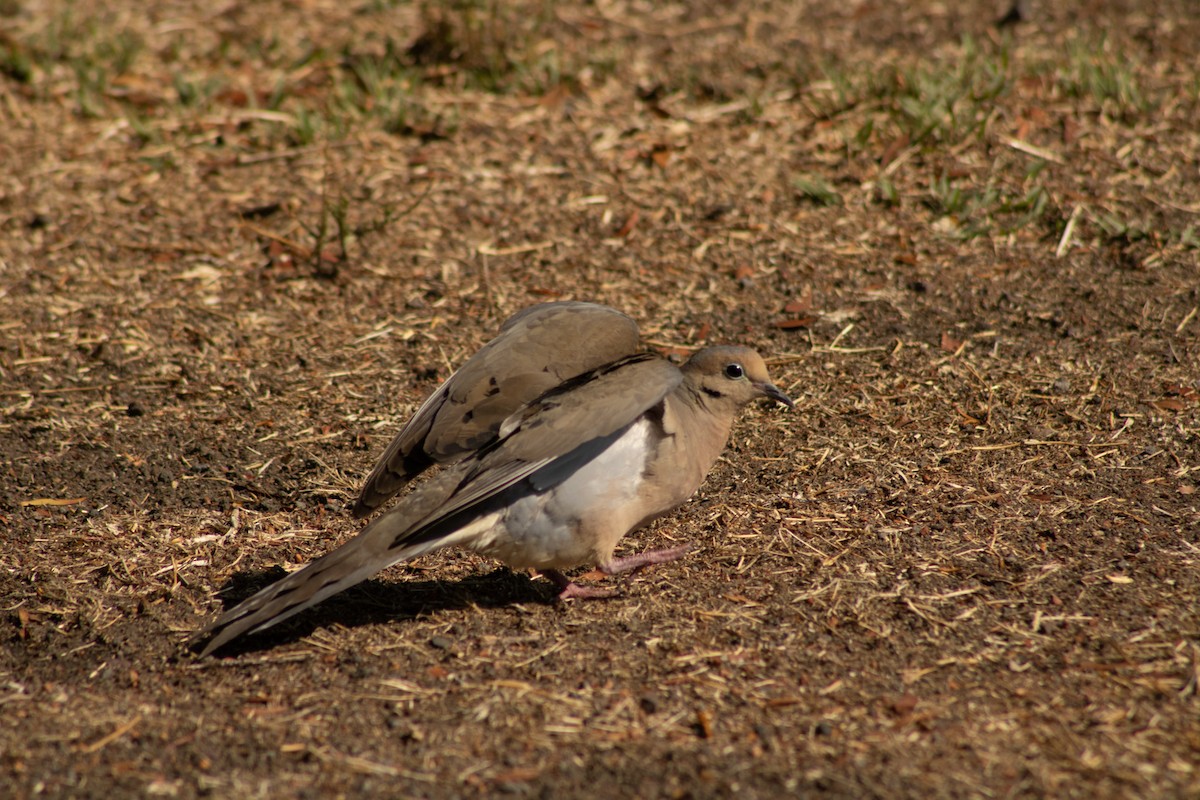 Mourning Dove - ML619705513