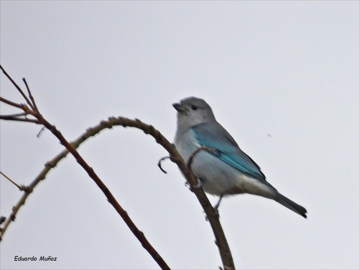 Sayaca Tanager - ML619705515