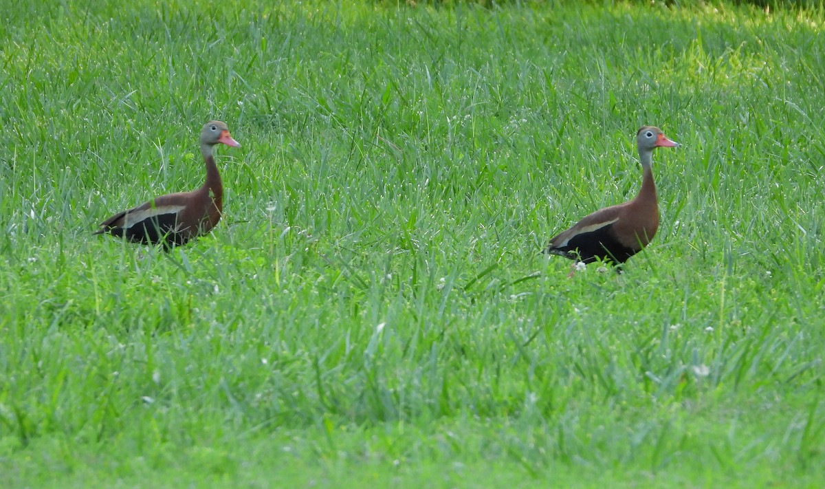 Black-bellied Whistling-Duck - ML619705518