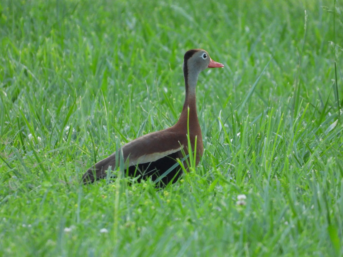 Black-bellied Whistling-Duck - ML619705519