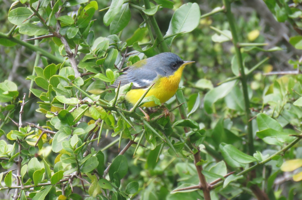 Tropical Parula - ML619705566