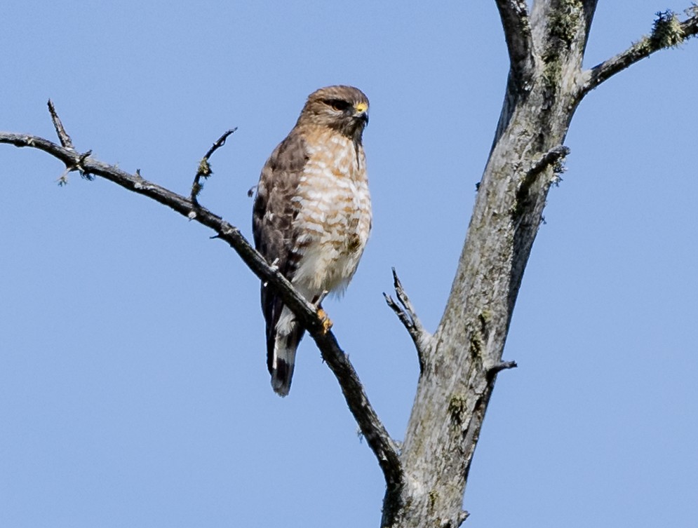 Broad-winged Hawk - ML619705581