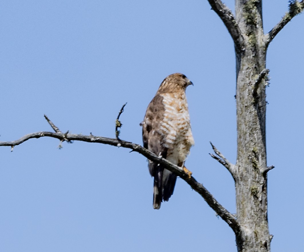 Broad-winged Hawk - ML619705582