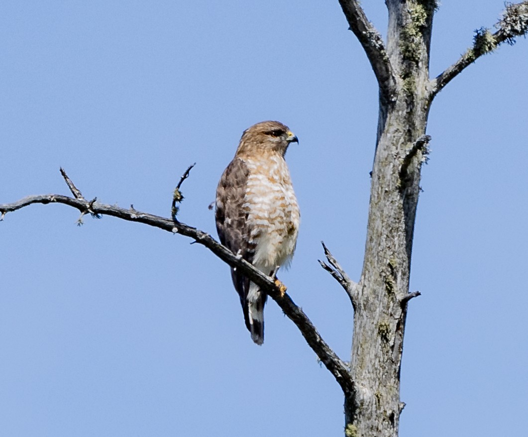 Broad-winged Hawk - ML619705583