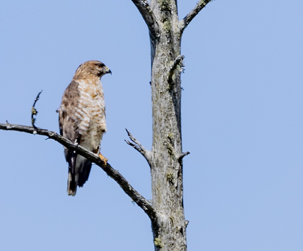 Broad-winged Hawk - ML619705585