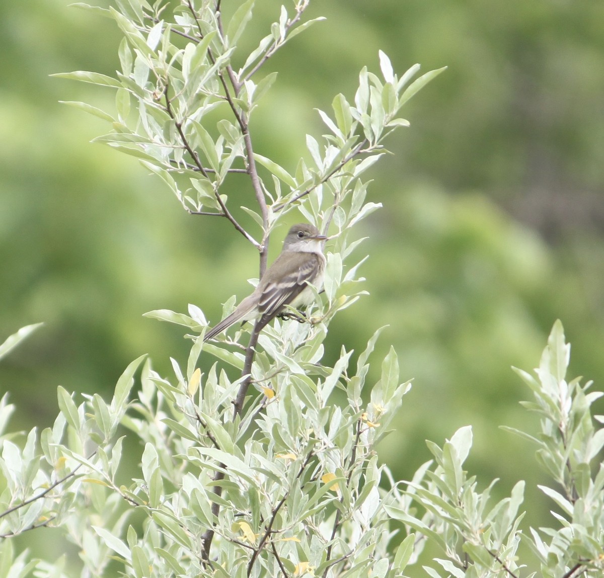 Willow Flycatcher - ML619705590