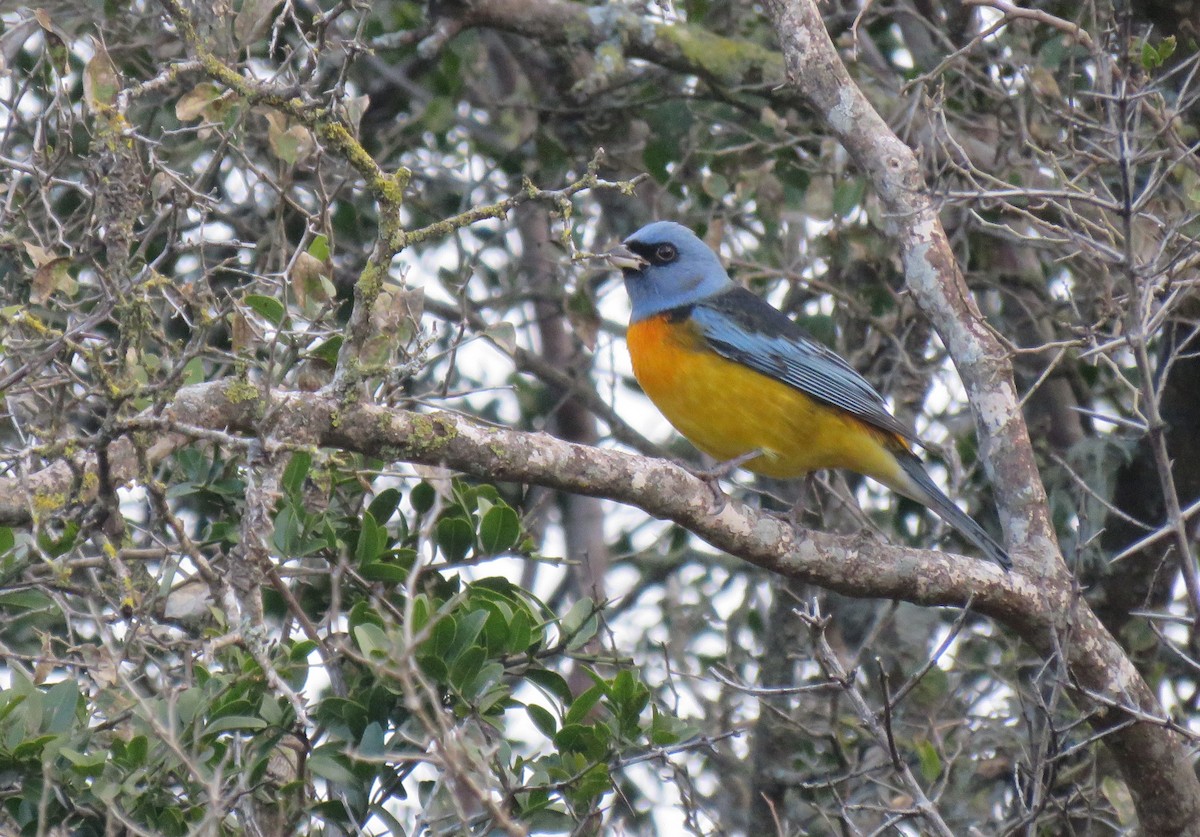 Blue-and-yellow Tanager - ML619705602