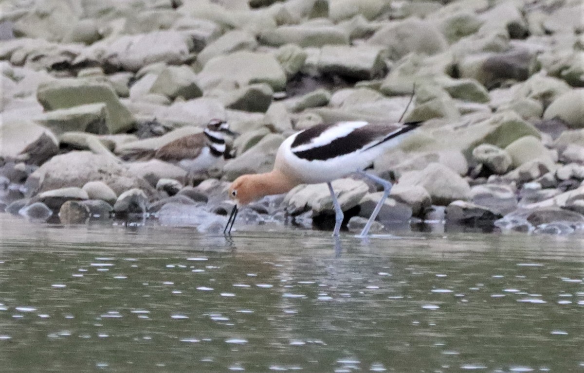 Avocette d'Amérique - ML619705650