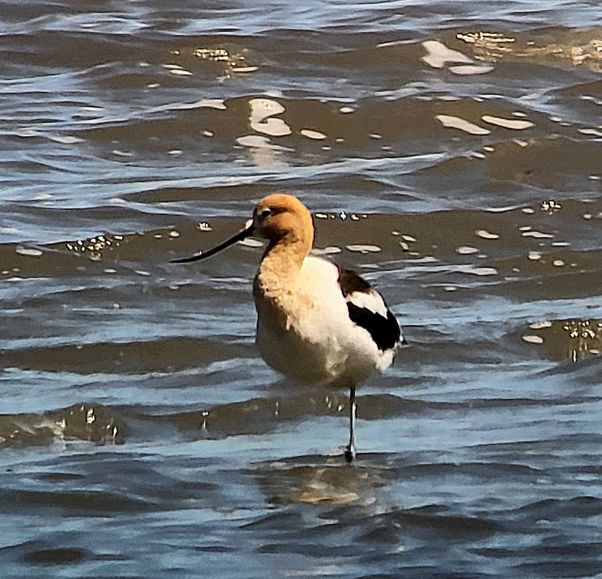 Avoceta Americana - ML619705655