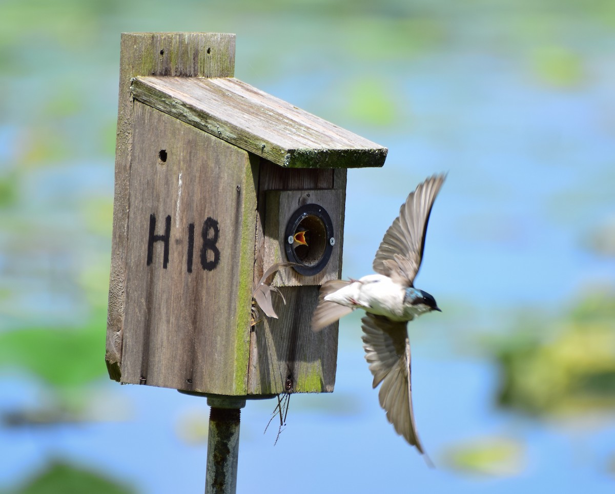 Tree Swallow - Larry Chitwood