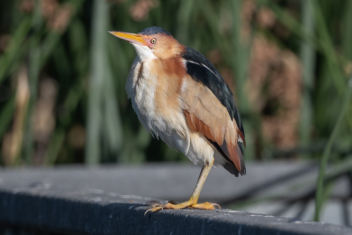 Least Bittern - ML619705720