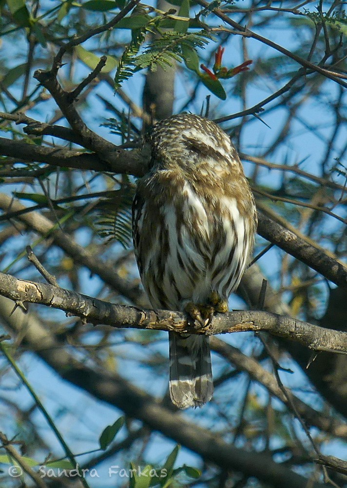 Peruvian Pygmy-Owl - ML619705762
