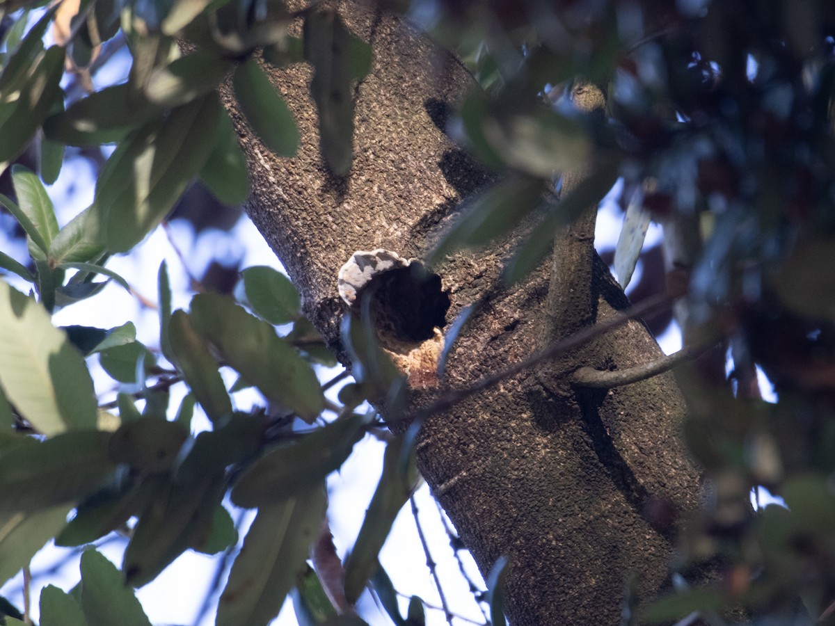 Striped Woodpecker - ML619705787