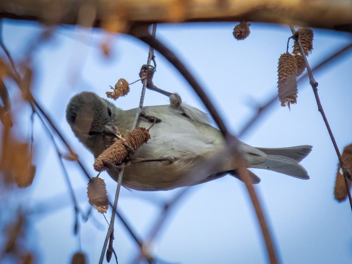 Black-chinned Siskin - ML619705812