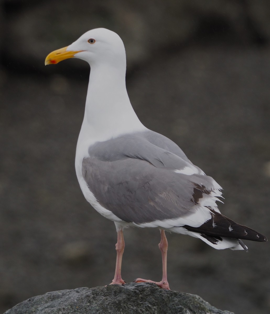 Western Gull - ML619705830