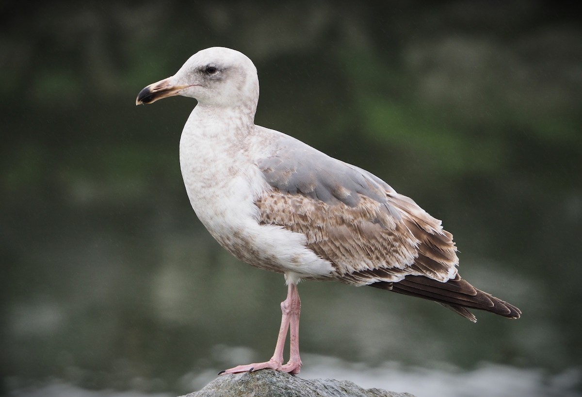 Western Gull - ML619705831