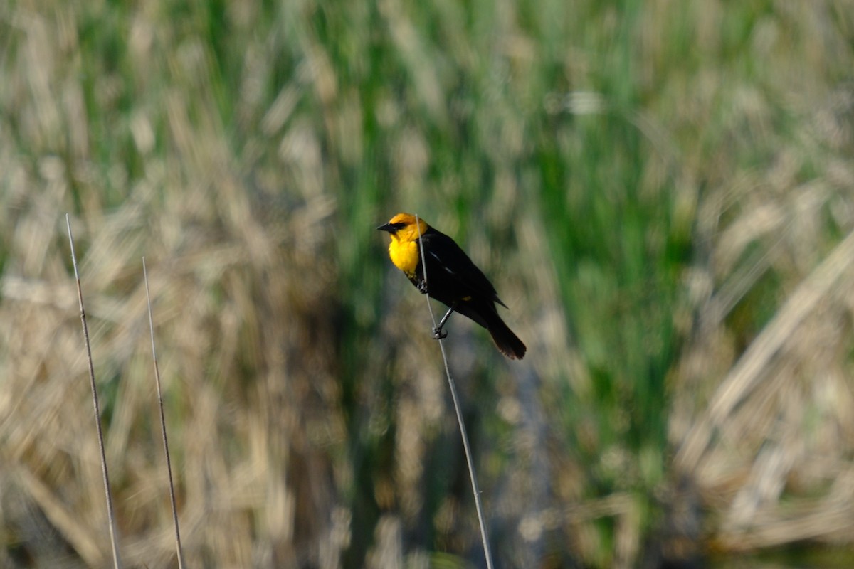 Yellow-headed Blackbird - ML619705835