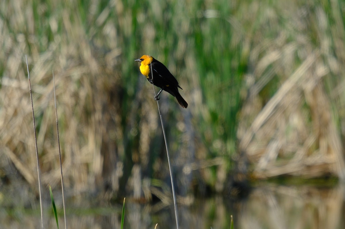 Yellow-headed Blackbird - ML619705836