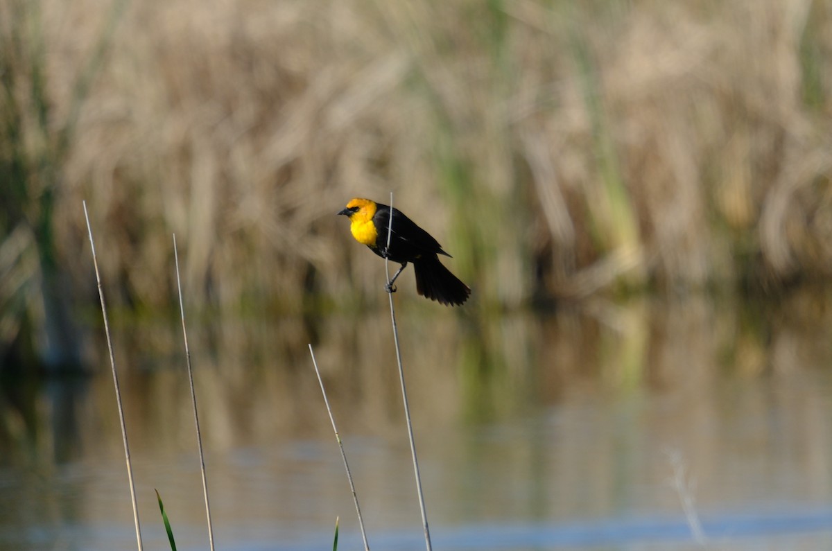 Yellow-headed Blackbird - ML619705837