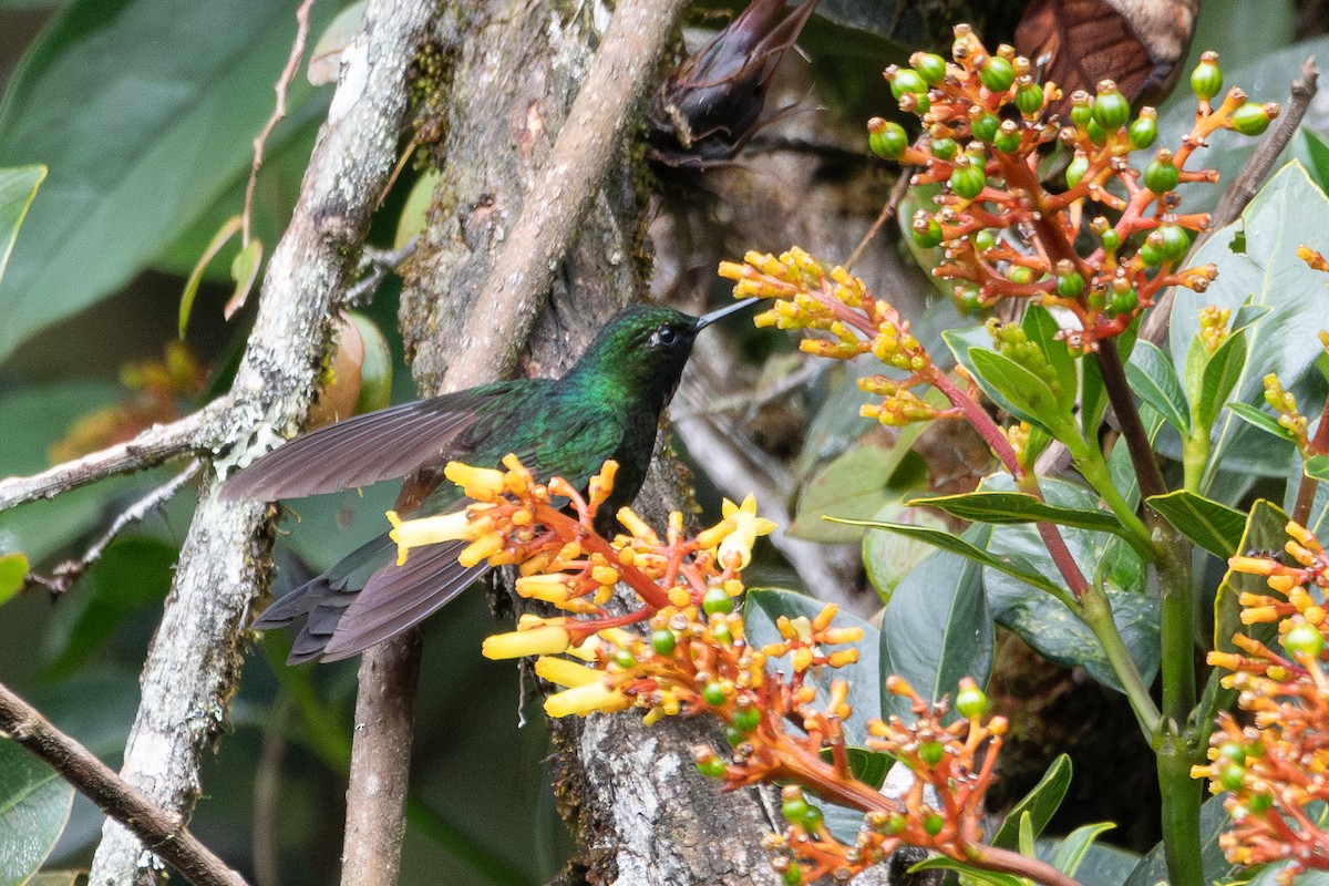 Colibrí Turmalina - ML619705853