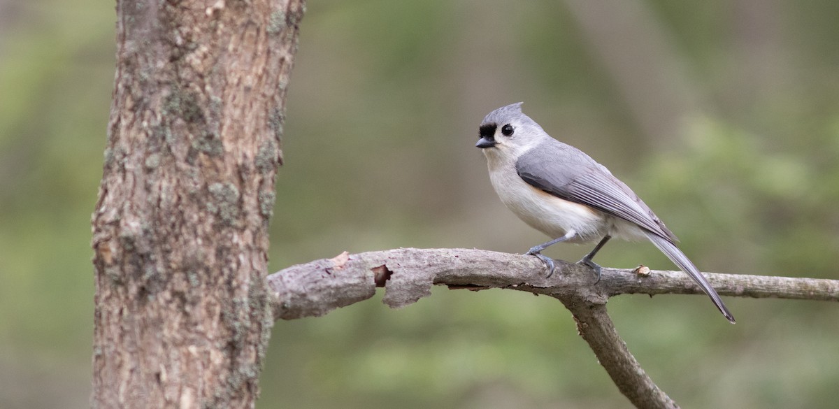 Tufted Titmouse - ML619705854