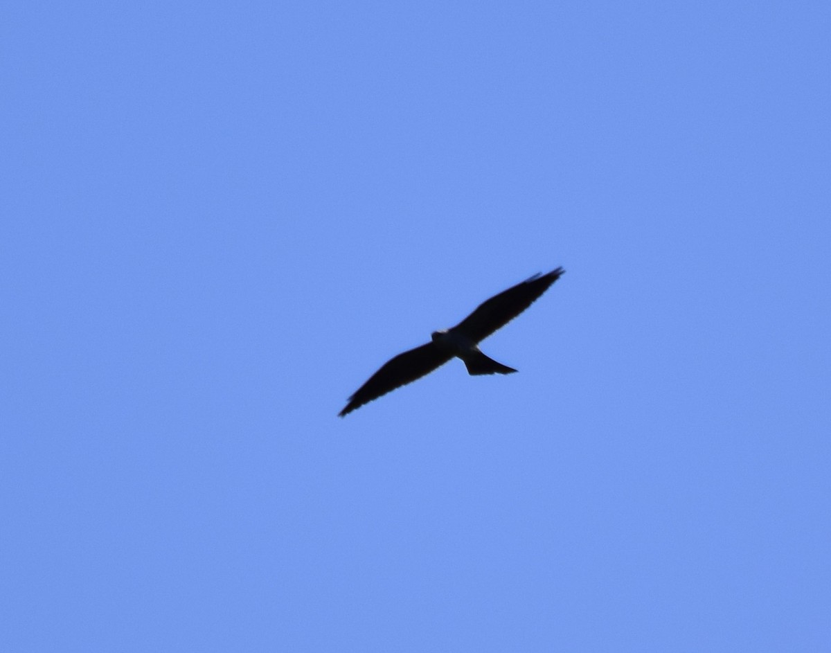 Mississippi Kite - ML619705882