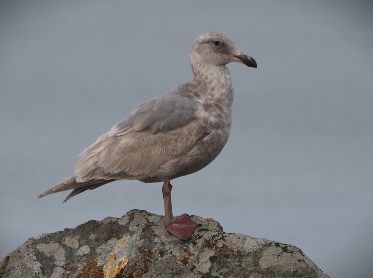 Western Gull - ML619705883