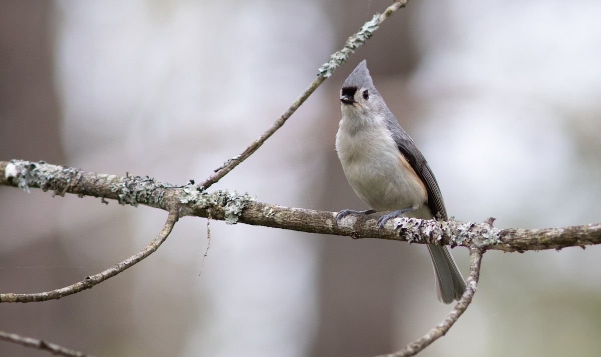 Tufted Titmouse - ML619705890