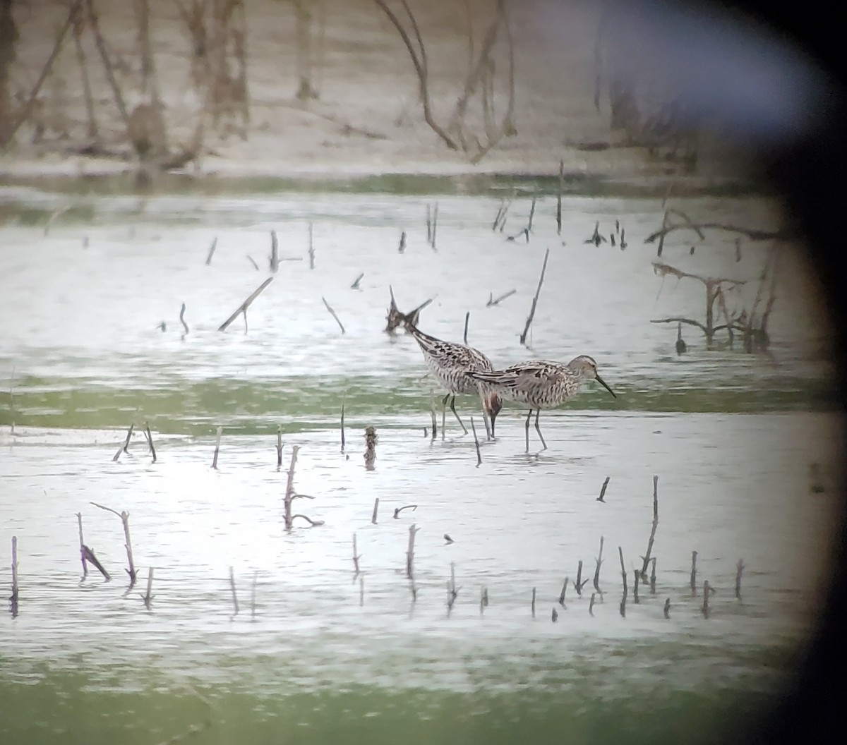 Stilt Sandpiper - ML619705906