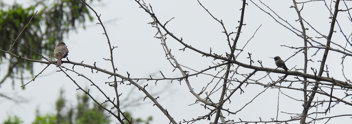 Yakut Boğazlı Kolibri - ML619705910
