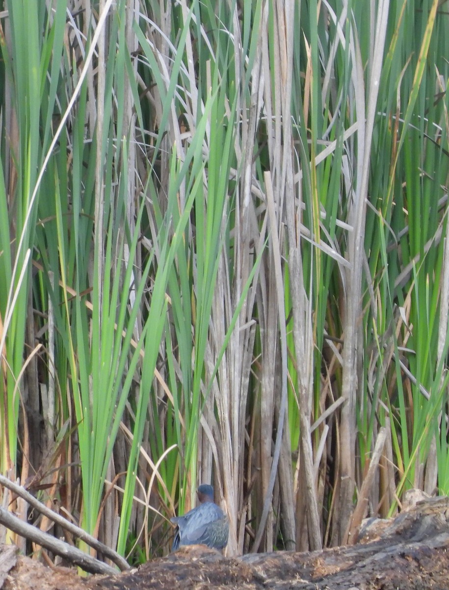 Green Heron - ML619705917