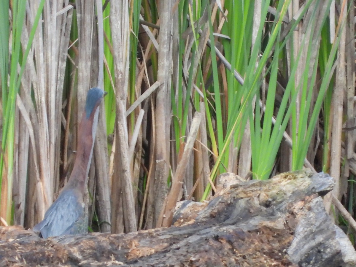 Green Heron - ML619705918