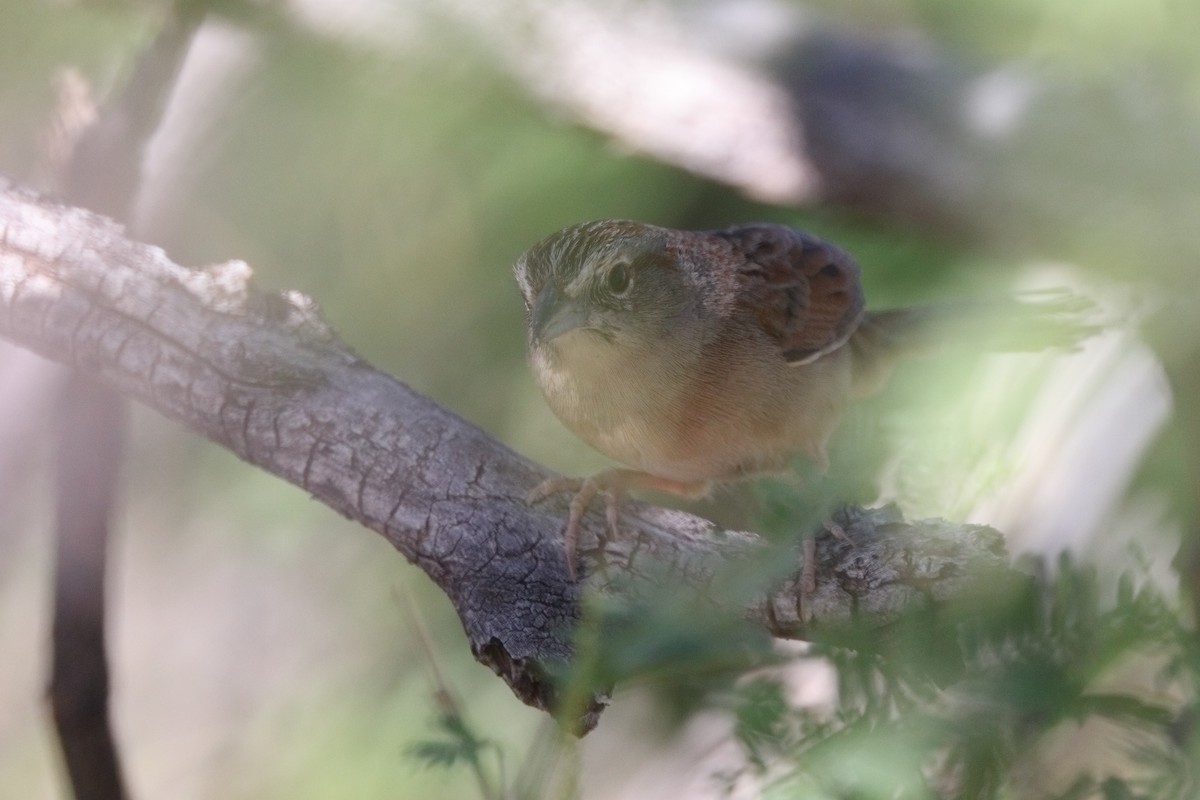 Botteri's Sparrow - ML619705922