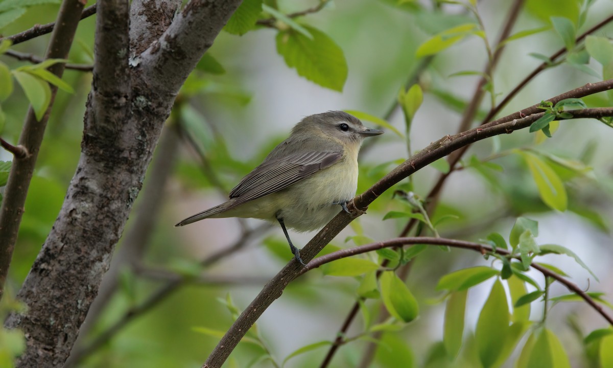 Vireo de Filadelfia - ML619705935