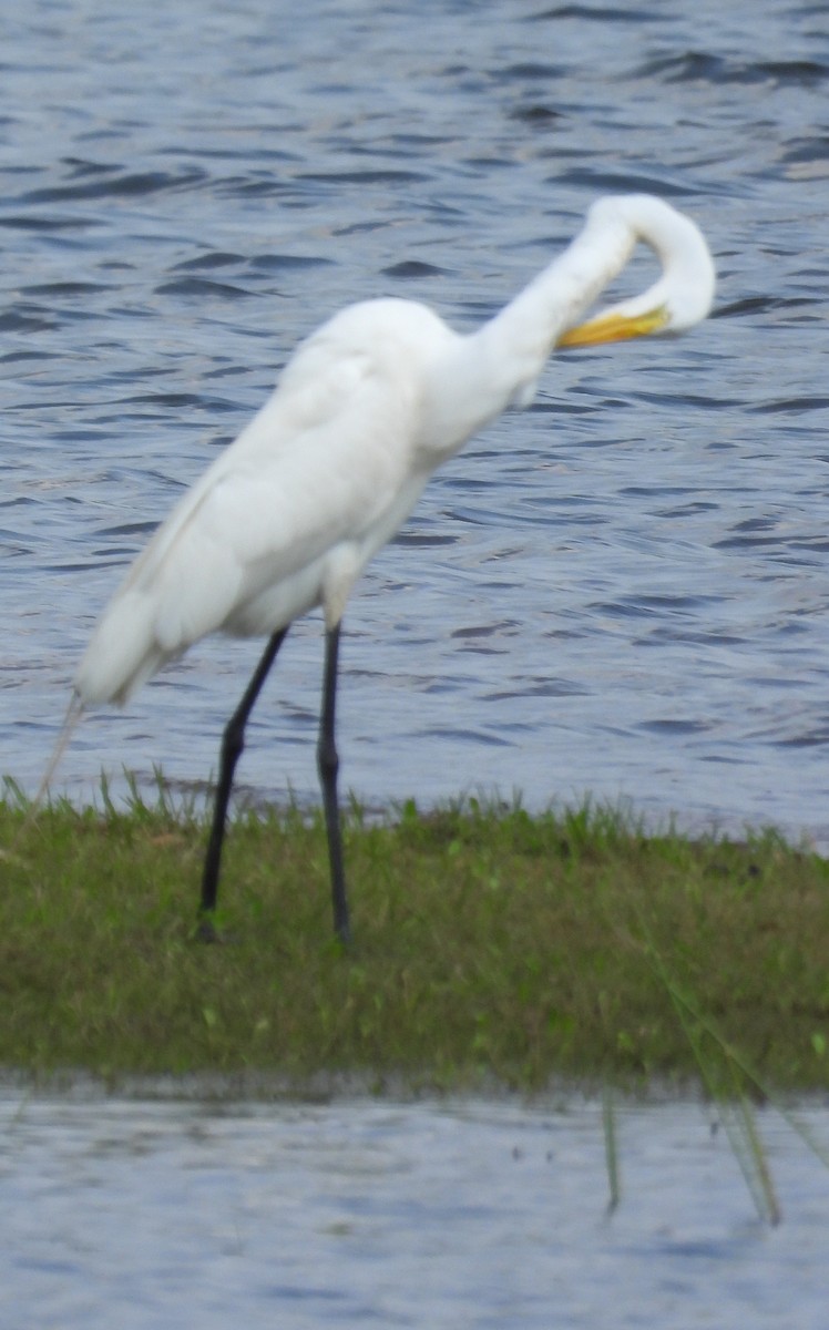 Great Egret - ML619705941