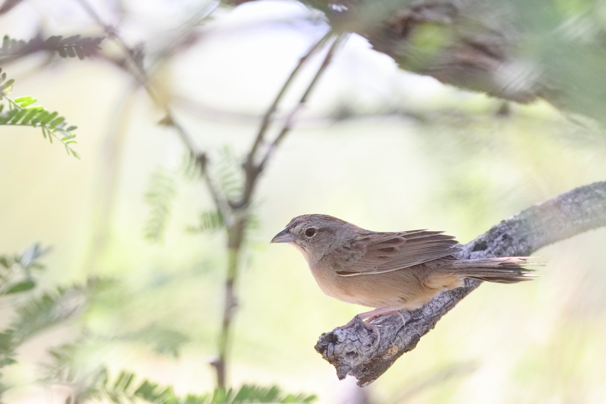 Botteri's Sparrow - ML619705946