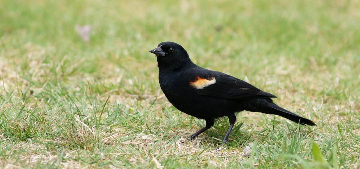 Red-winged Blackbird - ML619705947