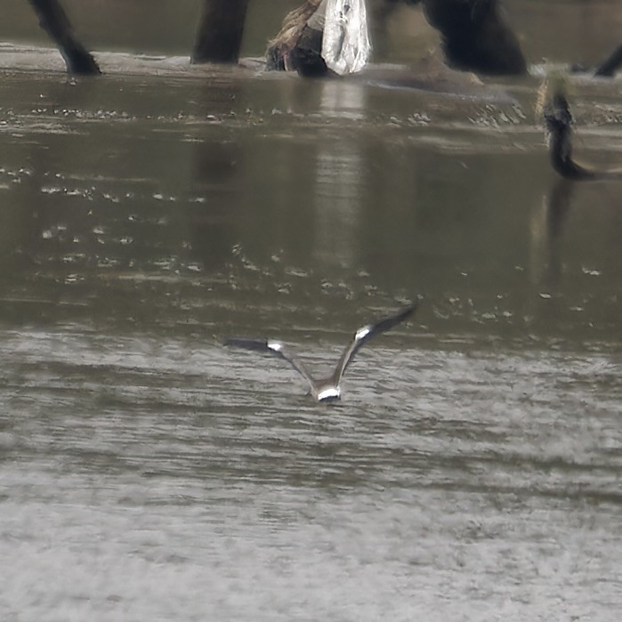 Southern Lapwing - ML619705956