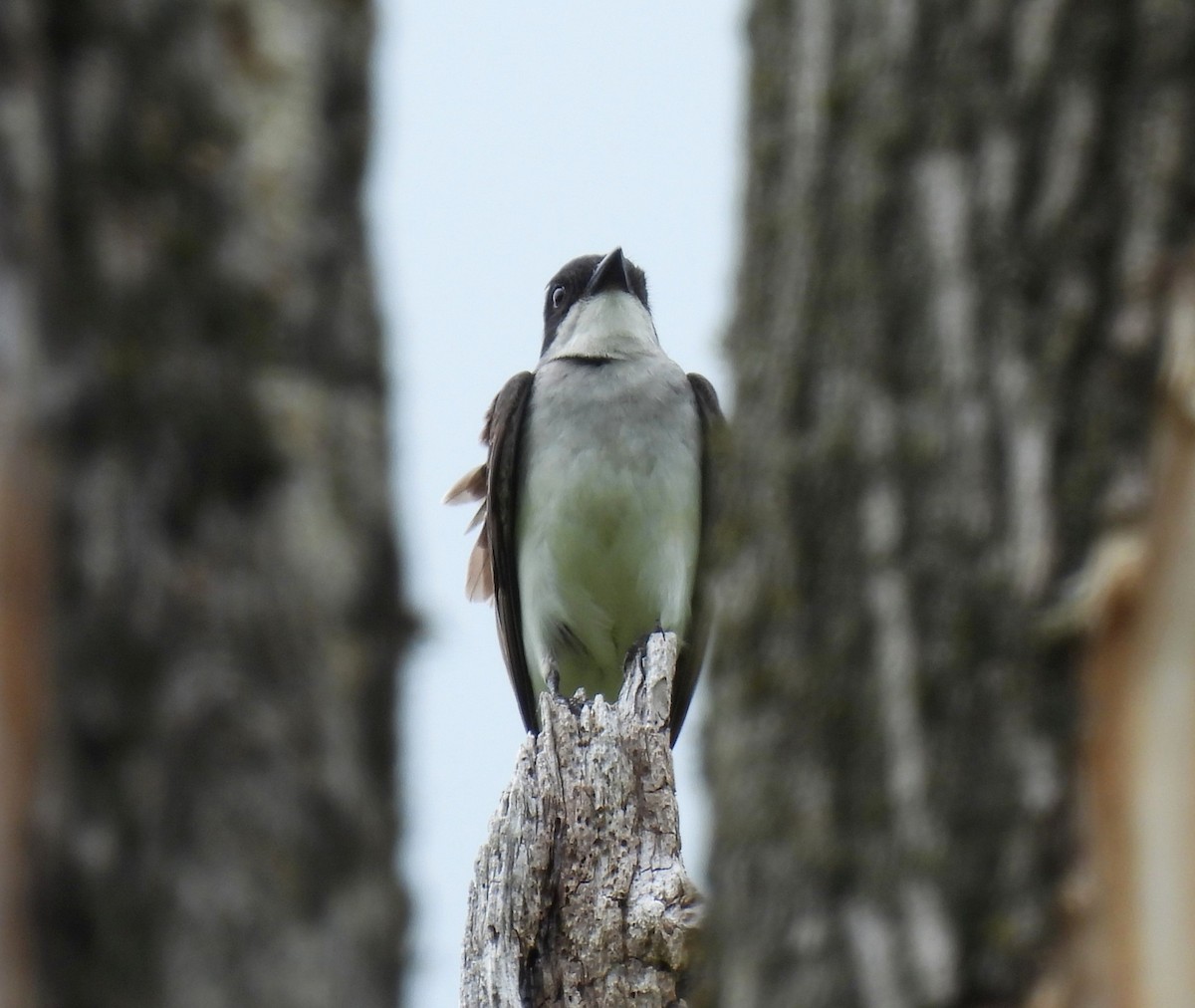 Eastern Kingbird - ML619705959